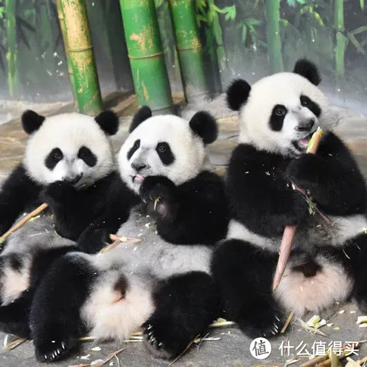 去珠海长隆还是广州长隆?去哪家园区酒店好?这里能帮你找到答案